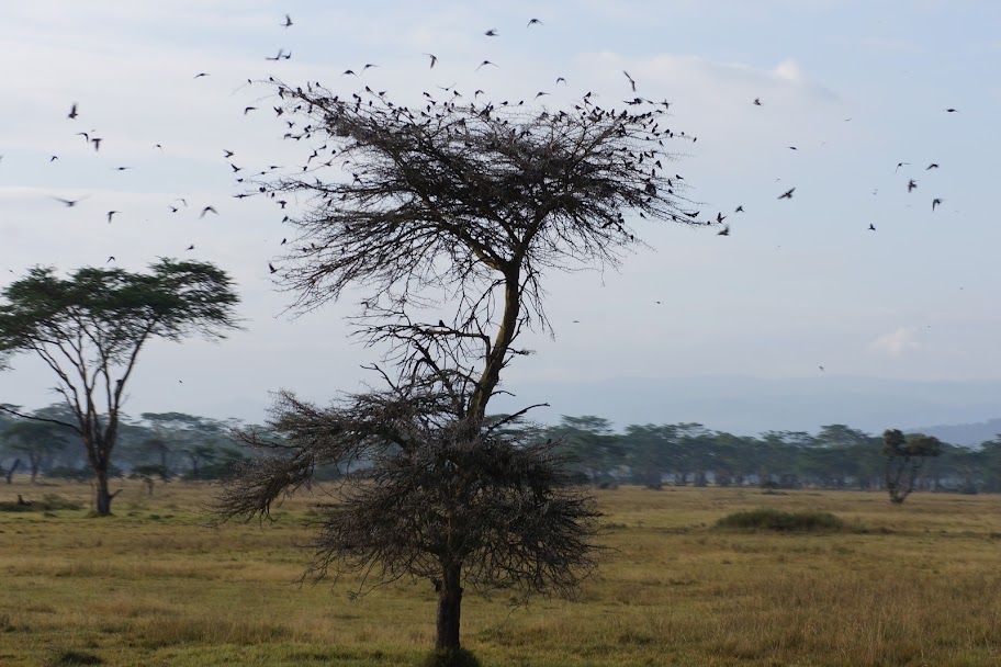 Кения+Танзания на Новый Год 2012
