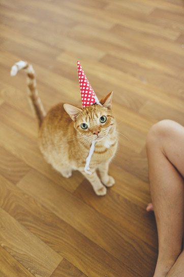 Happy Birthday Cats | A Cat in a Hat.