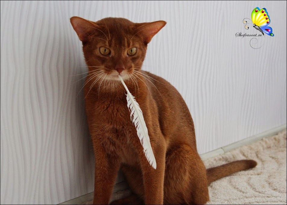 Abyssinian cattery