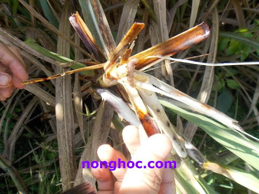 Tân Châu (Tây Ninh): Sâu đục thân gây hại gần 1.000 ha mía