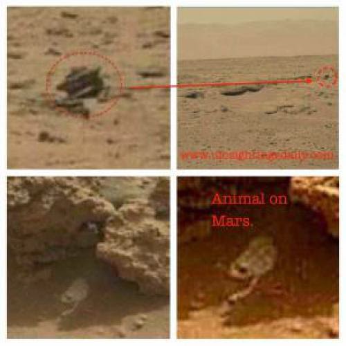 Extraterrestrials Nasa Rover Spots Martian Animal Life