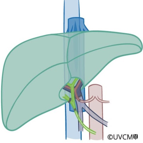 Inselspital Transplantationszentrum Bern