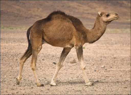 camel-picture.jpg (625×450)