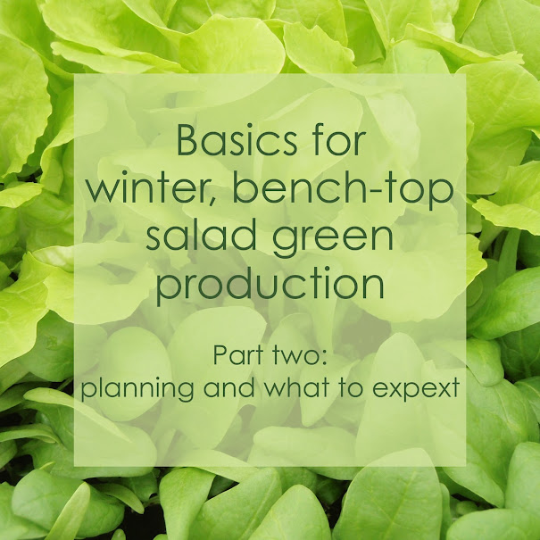 Basics for salad greens pt2