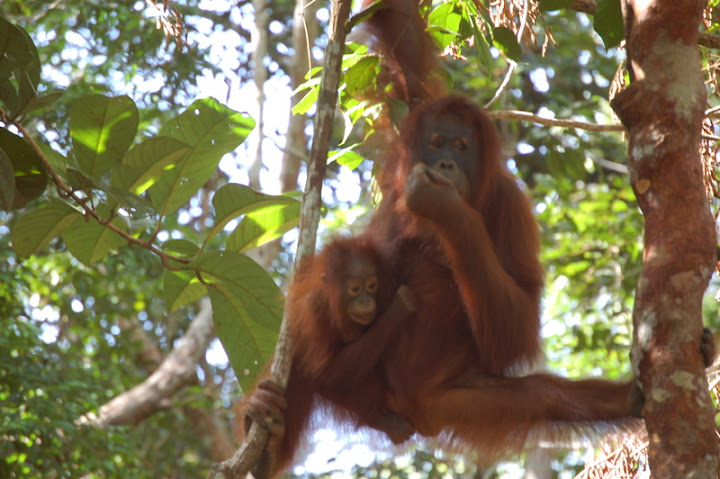 Orangutanes (2-4 De Agosto 2007) - Experiencia En Indonesia (2007) (1)