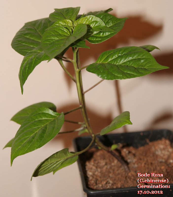 Bode_Roxa_51days_seedling2.jpg