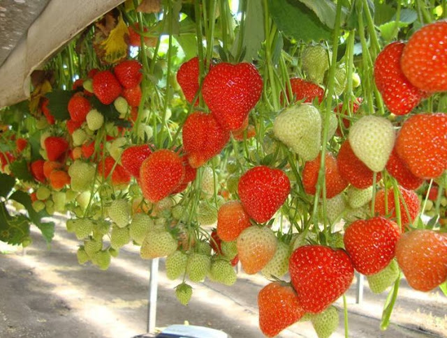 வண்ணமயமான strawberry பழம் சாப்பிடலாம் வாருங்கள் Colorful_Strawberry_Fruits_10