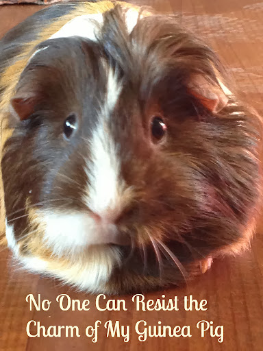 No One Can Resist the Charm of my Guinea Pig