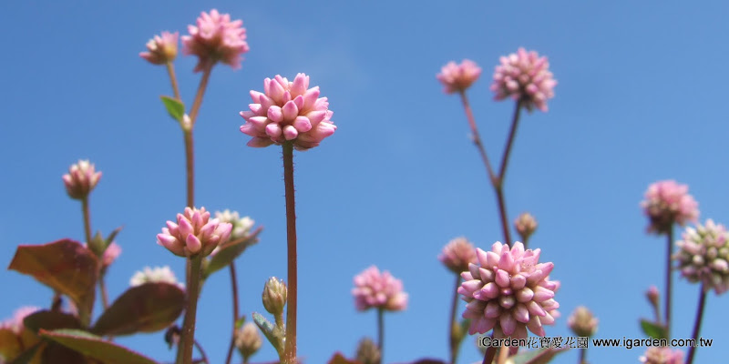 粉團蓼 | iGarden花寶愛花園