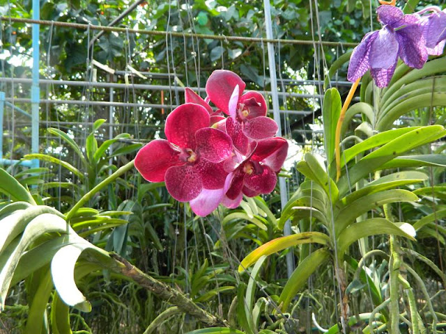 Орхидеи и прочая красота на о. Пхукет - Страница 16 DSCN0114