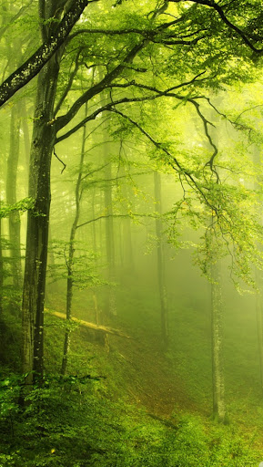 beautiful-green-forest-iphone-5-wallpaper