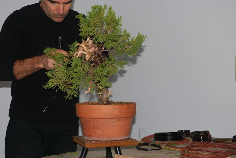 XI Exposición Invernal de bonsai de la A.S.B. Chokkan 168%252520XI%252520Exp.Inv.%252520ASBC%25252020111204%252520241