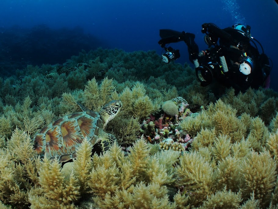 111104%252520Palau251.JPG