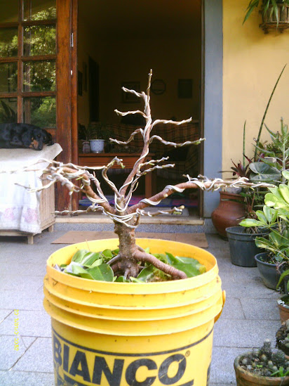Outro  Ficus Microcarpa... IMAG0261