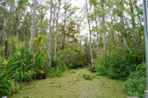 The Honey Island Swamp Monster
