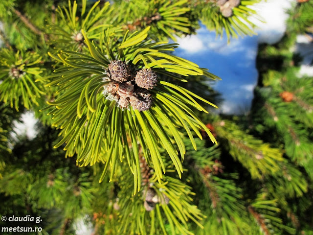 jneapăn (Pinus mugo)