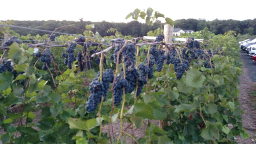 Vineyard «Blue Ridge Estate Vineyard & Winery», reviews and photos, 239 Blue Ridge Rd, Saylorsburg, PA 18353, USA