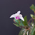 Dendrobium Kingianum Semi Alba