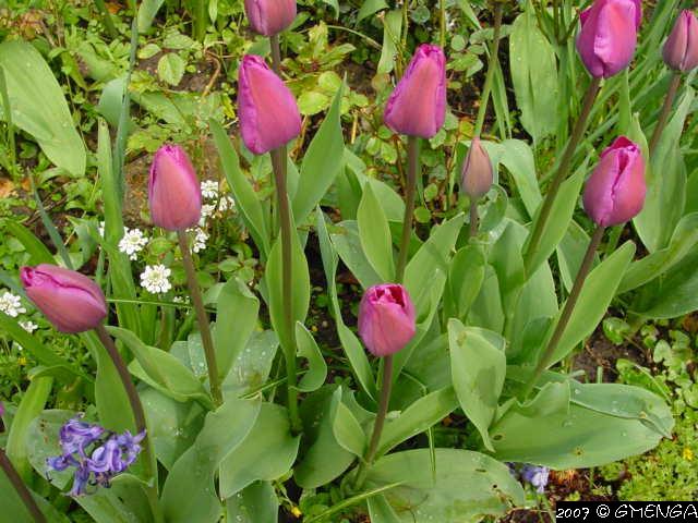 Tulipa (Tulipes)