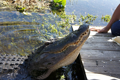 Змеи в нац. парках при пеших прогулках - опасно?