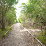 Track in coastal forest near the Owens Walkway (391031)