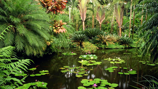 Hawaii Tropical Botanical Gardens, Hawaii.jpg