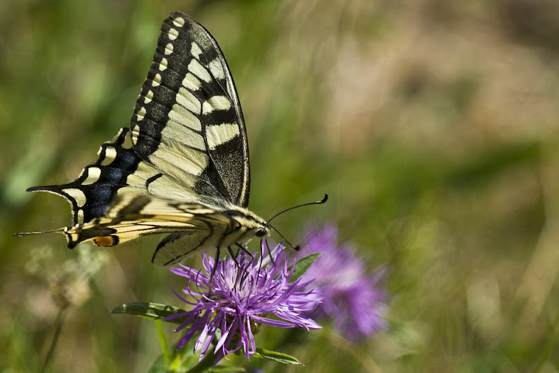 Série sur Machaon 03juil.2011_1716