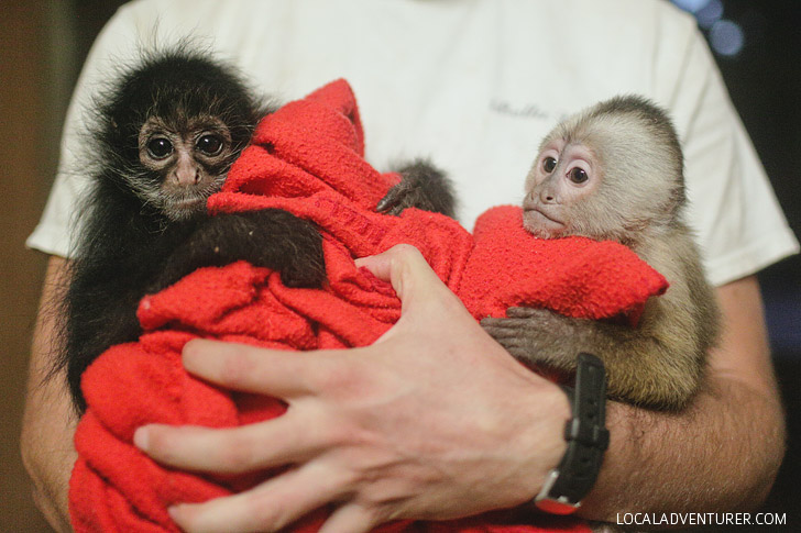 Black spider monkey pictures at a private zoo in Las Vegas NV.