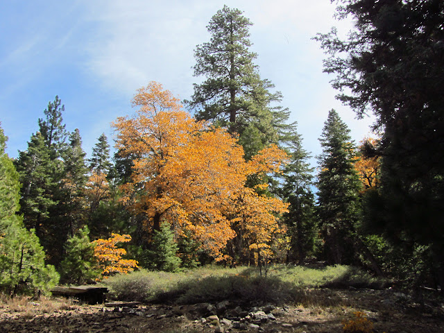 fall colors on the black oak