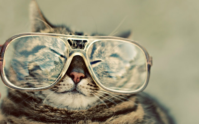Cool Cat Seen On www.coolpicturegallery.us