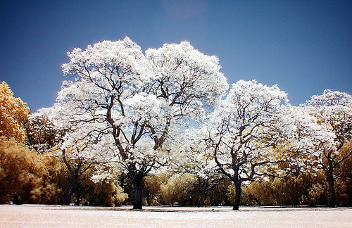 infrared photography 2