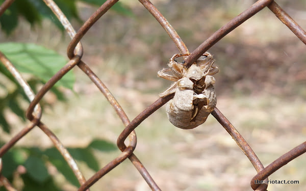 larvae casing