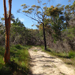 Moister section of the sandy Sid Pulsford Walking trail (233999)