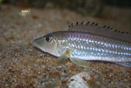 REGANOCHROMIS Calliurus  IMG_0036