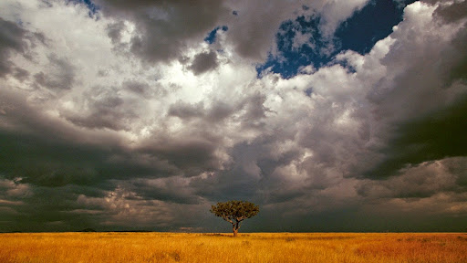 Whistling Thorn in Open Grasslands, Masai Mara National Reserve, Kenya.jpg
