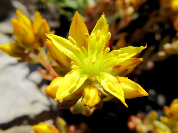 Sedum lanceolatum (Yellow Stonecrop)