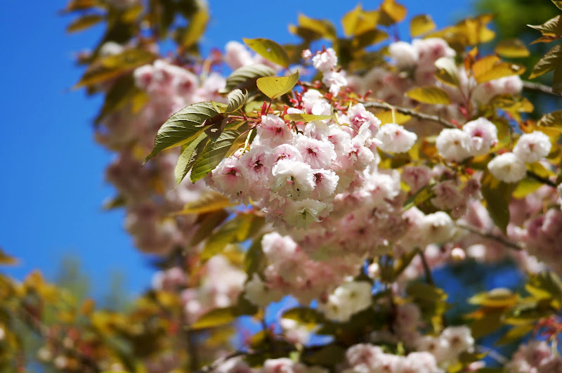 Sakura