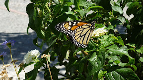 Schmetterling in Agaete