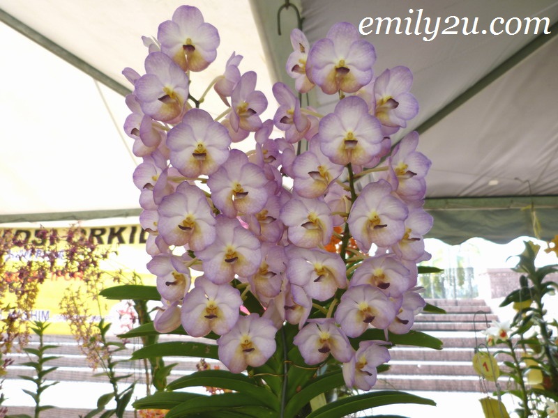 Orchid Competition & Promotion