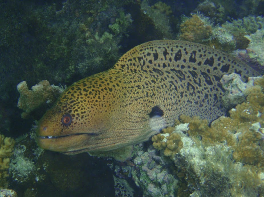 Gymnothorax javanicus (Giant Moray), Aitutaki.
