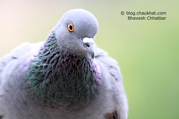 Pigeons are beautiful too. A parent female pigeon posing nicely for her photo session.