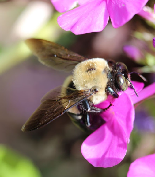 bumblebee working on a flower