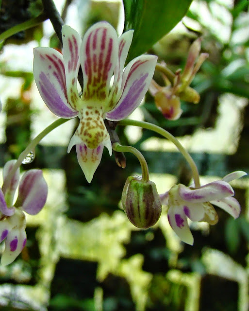 Phalaenopsis finleyi DSC01931