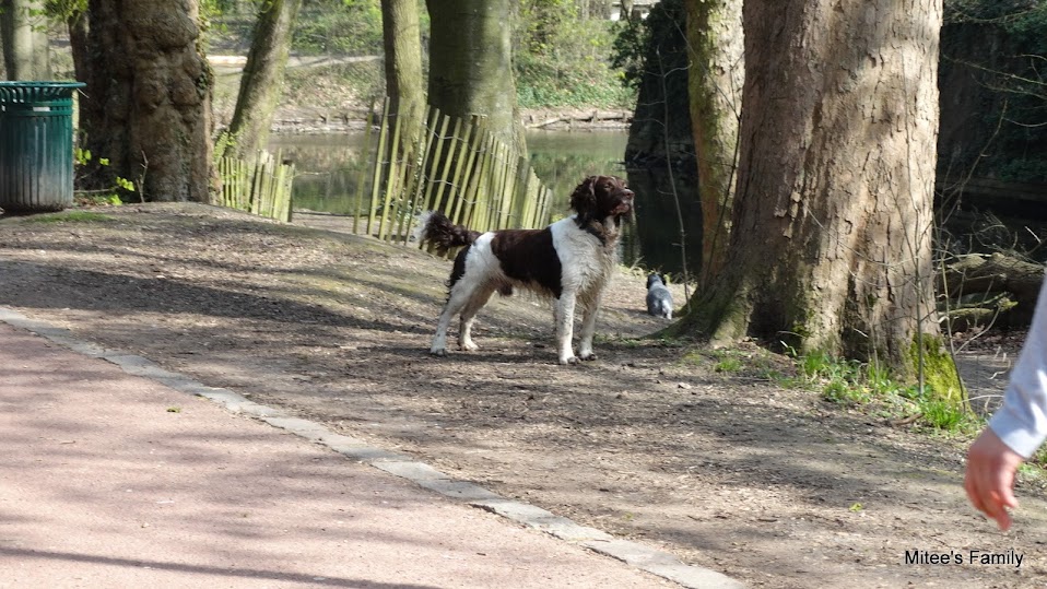 Balades canines en Nord (59)/Pas de Calais (62) - Boulogne-sur-Mer, Calais et Lille - Page 4 DSC01870