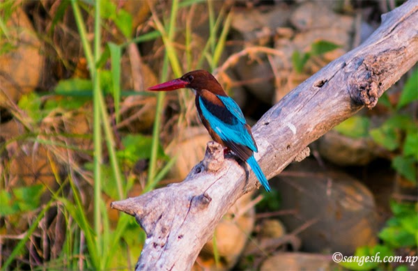A kingfisher spotted at the National Park