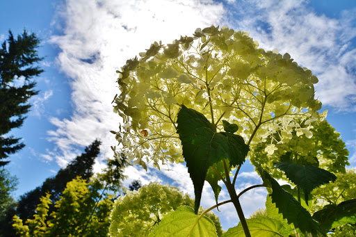 Bellevue Botanical Garden