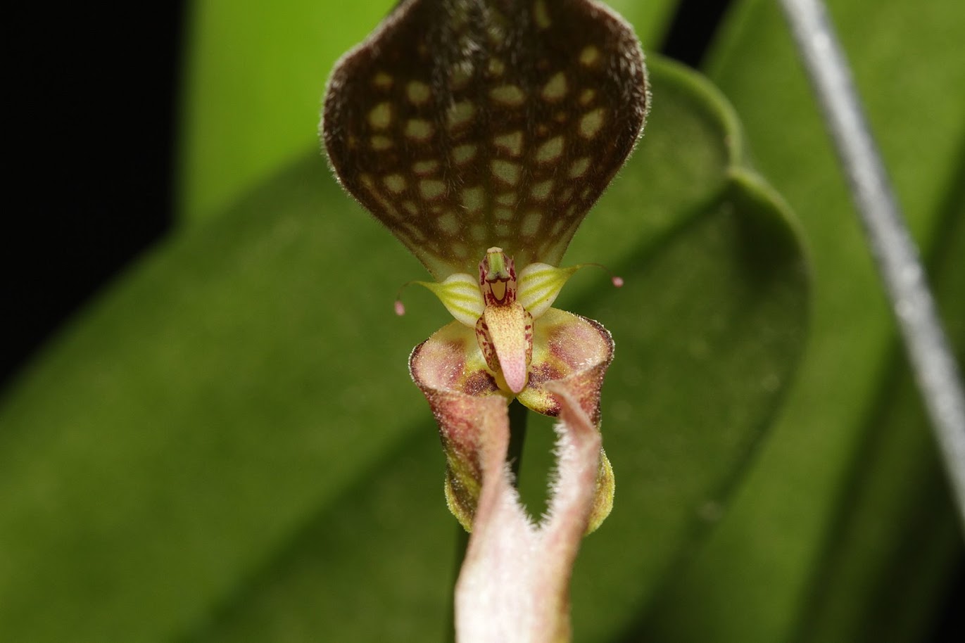 Bulbophyllum antennatum IMG_1884+%2528copie%2529