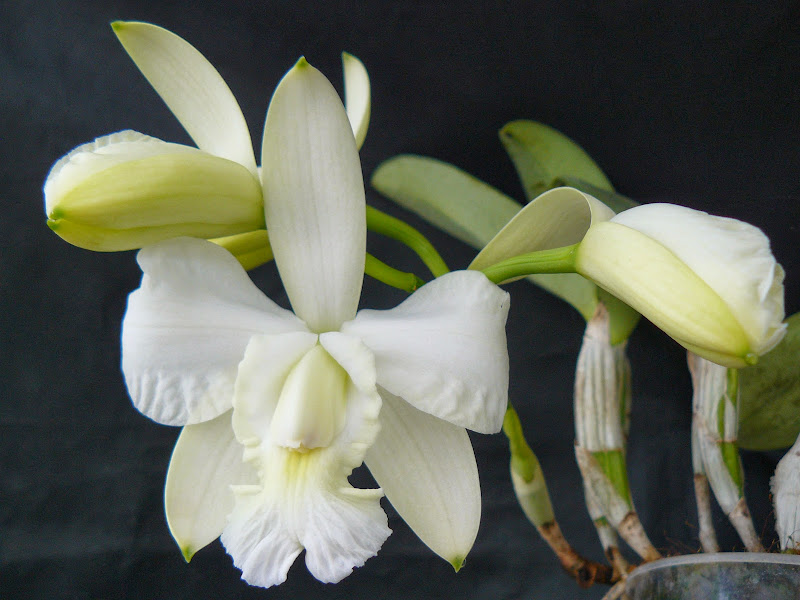 Cattleya walkeriana f. alba x Cattleya dolosa f. alba P1040240