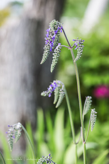 Salvia nutans Salvia-nutans-130615-8rm