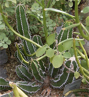 Euphorbia venenata